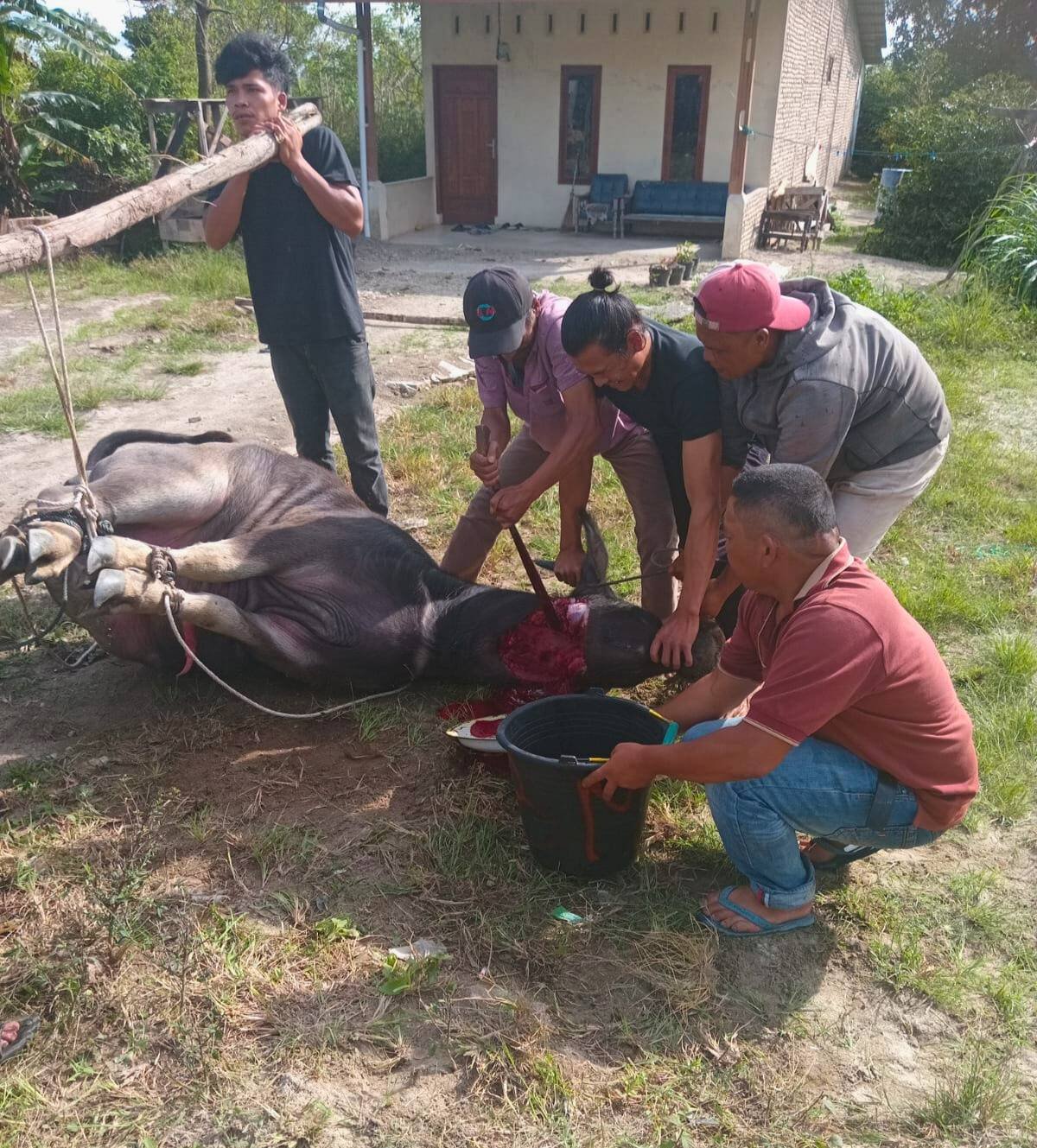 Mewujudkan Moderasi Beragama, Staf KUA Doloksanggul Sembelih Hewan Pada Pesta Adat Batak Saur Matua