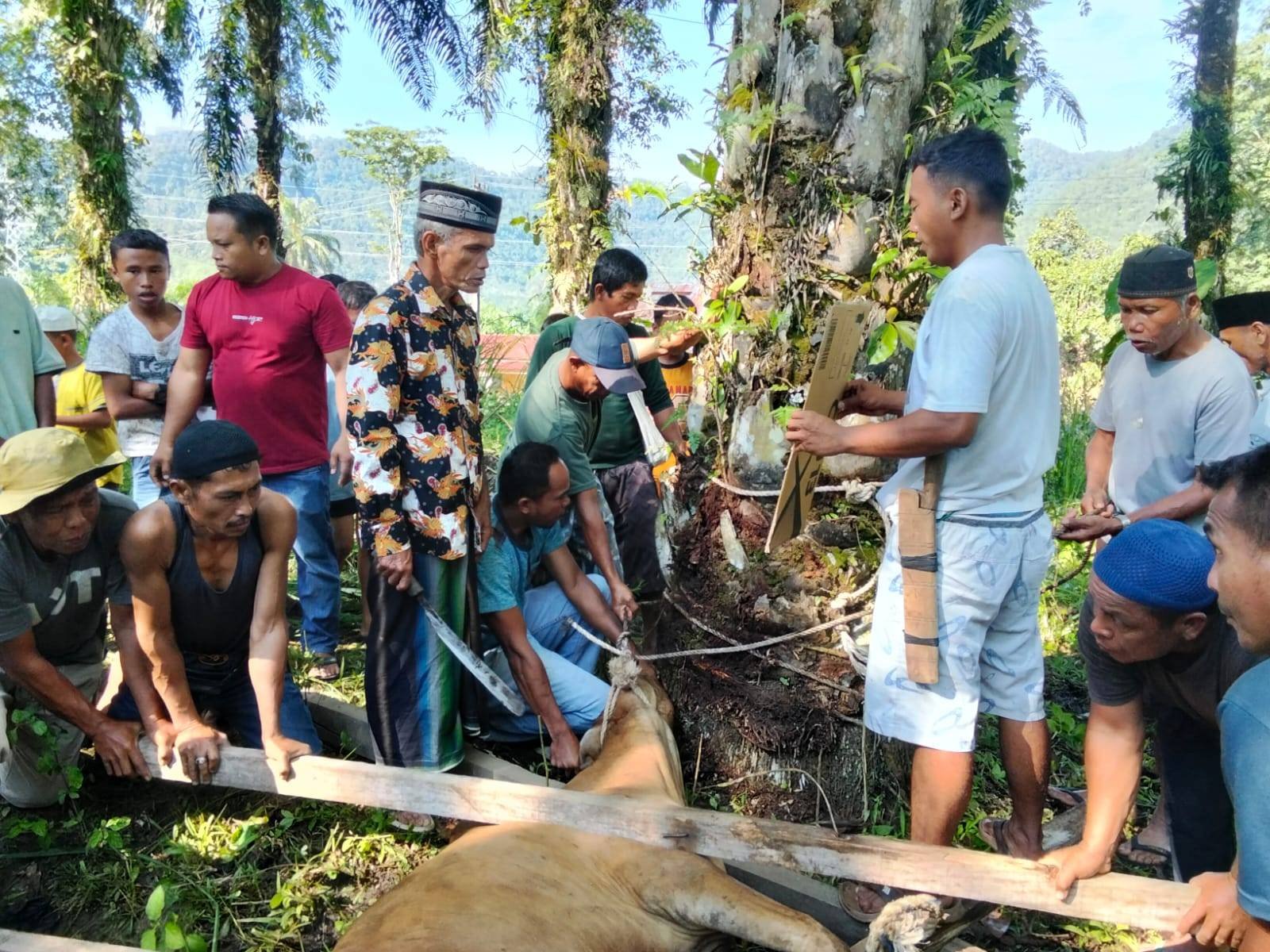 ASN KUA Nassau Bersama Warga Pagar Gunung Desa Lumban Rau Timur Gotong Royong Sembelih Hewan Kurban