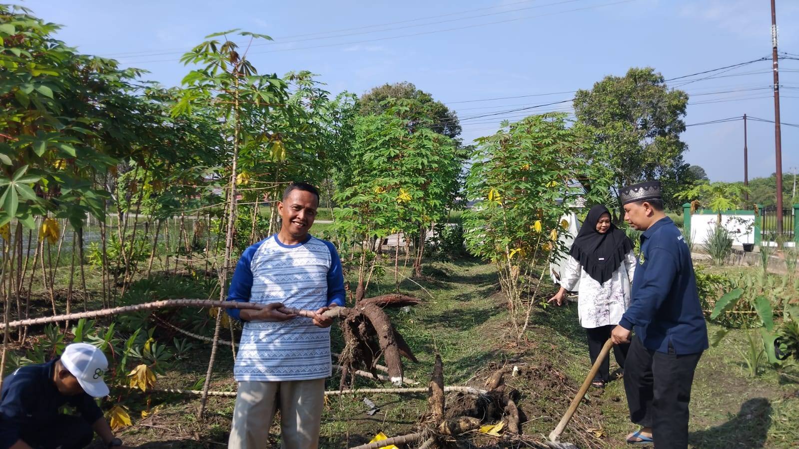 Wujud Nyata Ekoteologi, KUA Kecamatan Siak Panen Ubi Kedua dan Siapkan Kebun Tanaman Produktif