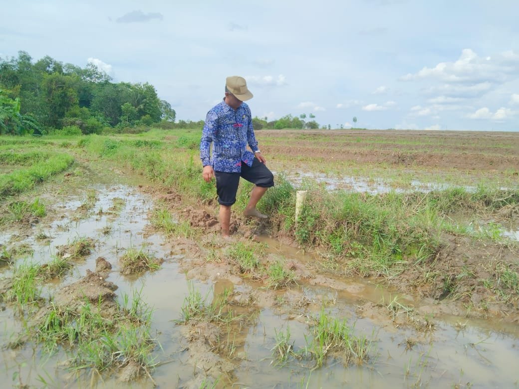 PPAIW  KUA Batanghari Tinjau Lokasi Tanah Wakaf di Desa Banarjoyo